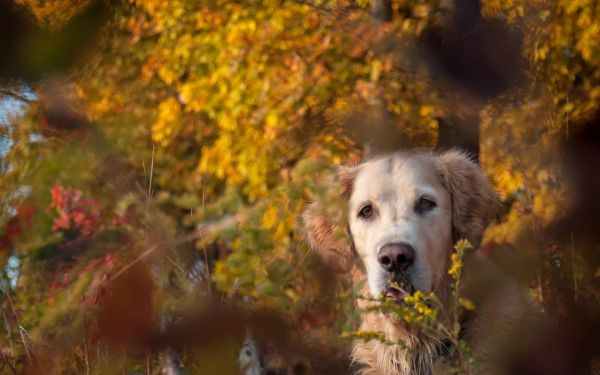 hund,vän,höst