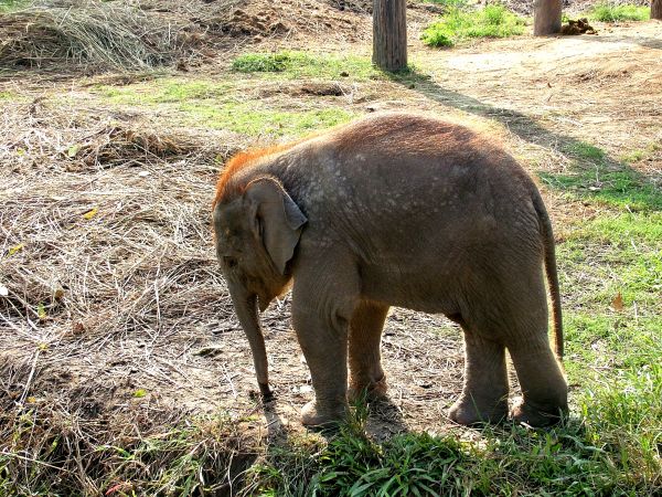 grass,wildlife,elephant,Zoo,Safari,fauna