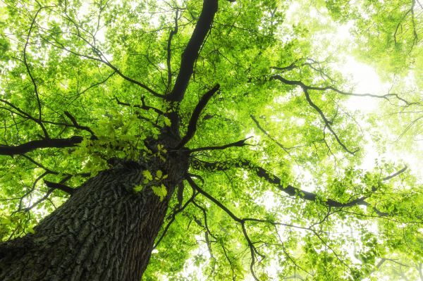 luce del sole,alberi,foresta,ramo,verde,giungla