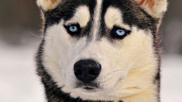 hond, Siberische husky, Alaskan Malamute, schor, ogen, honden