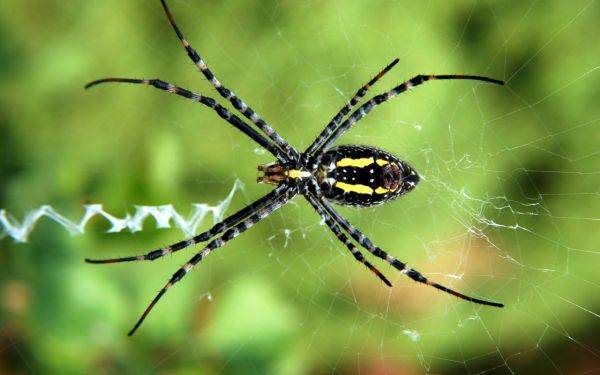 fotografie,spin,Arachnid,fauna,detailopname,1280x800 px