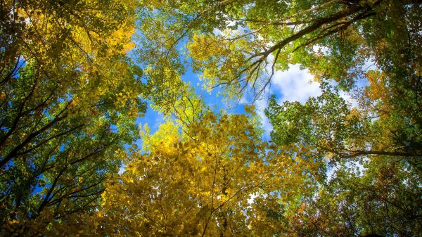 sunlight, landscape, forest, nature, sky, branch