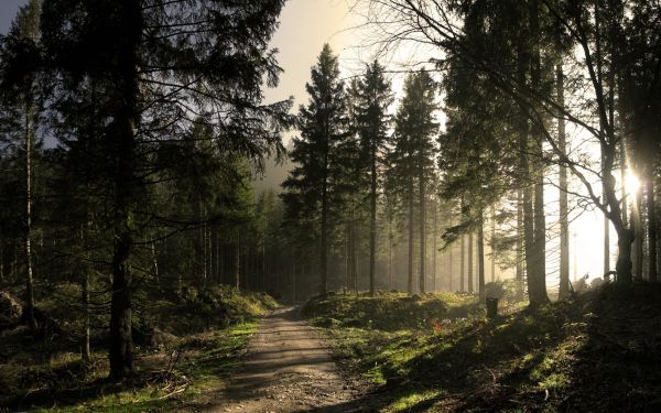 sollys,skog,natur,tåke,morgen,lett