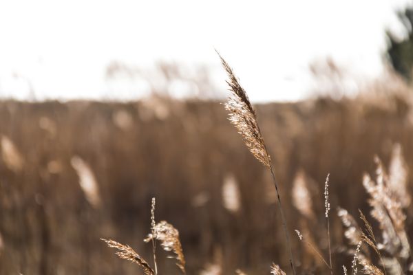 lumière du soleil,la nature,herbe,hiver,champ,la photographie