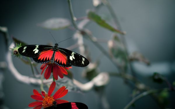 naturaleza,rojo,fotografía,mariposa,insecto,verde