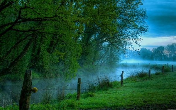 luce del sole, alberi, paesaggio, foresta, natura, riflessione