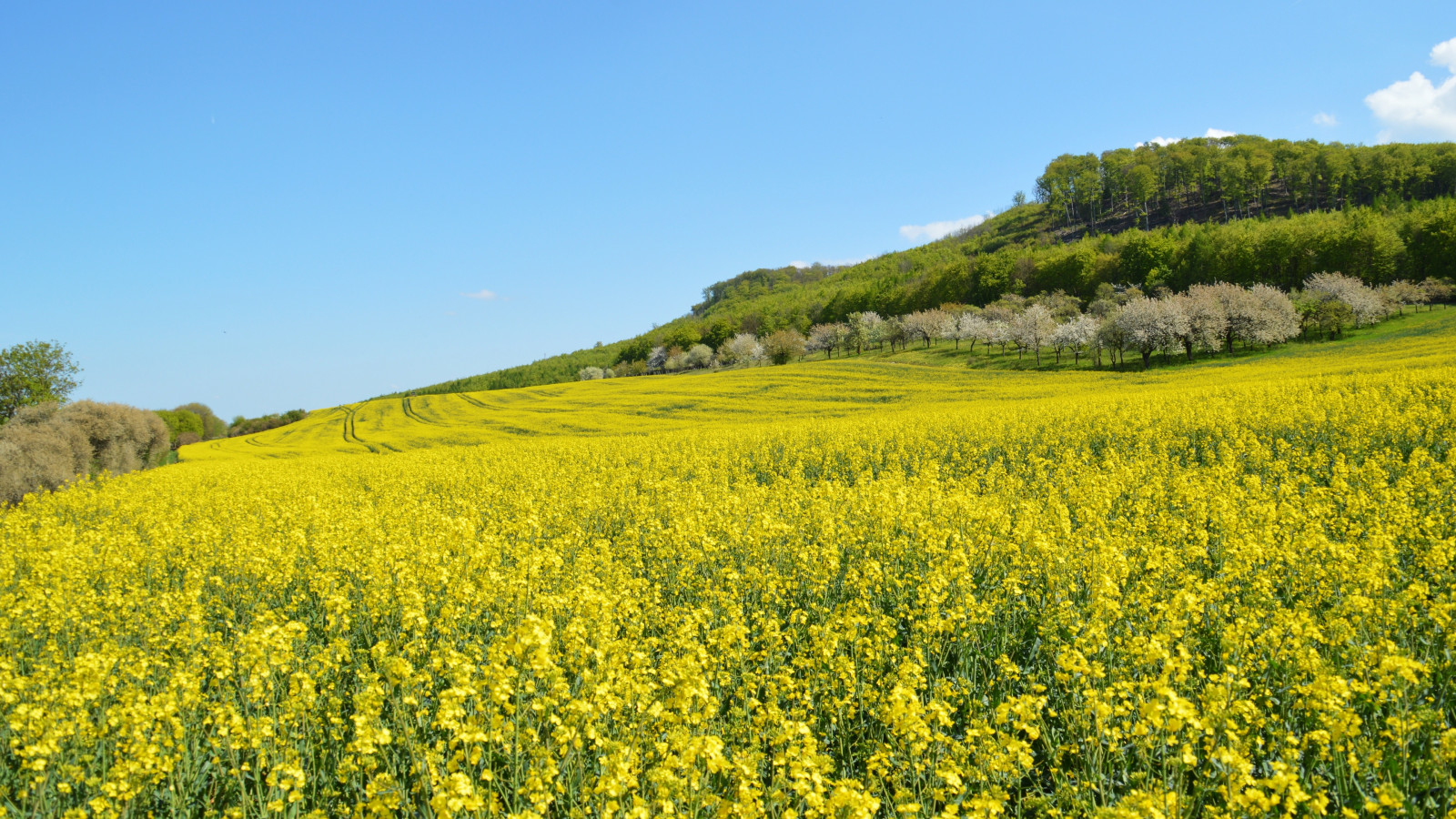 kvetina, neba, rastlina, vrch, Ekoregión, People in nature, Natural landscape, strom, poľnohospodárstvo, tráva, lučina, vidiek, prostý, krajina, lúka, horských reliéf, tráva rodina, kvitnúca rastlina, prérie, kopec, bylina, lúka, plantáž, šťastný, sklon, plodina, zeleninový, cash crop, pasienok, wildflower, horčice a kapusta rodina, pohorie, horizont, farma, cestné, brassica, Forb