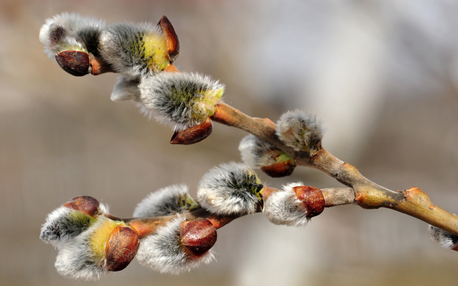 Willow, cabang, bunga-bunga