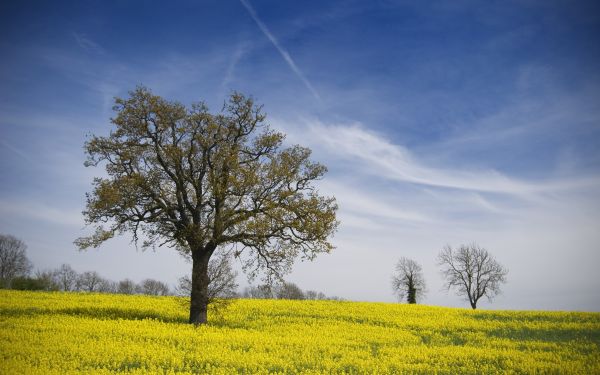 światło słoneczne,krajobraz,jedzenie,Natura,trawa,niebo