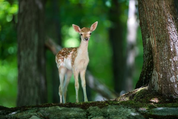 views,deer,wood