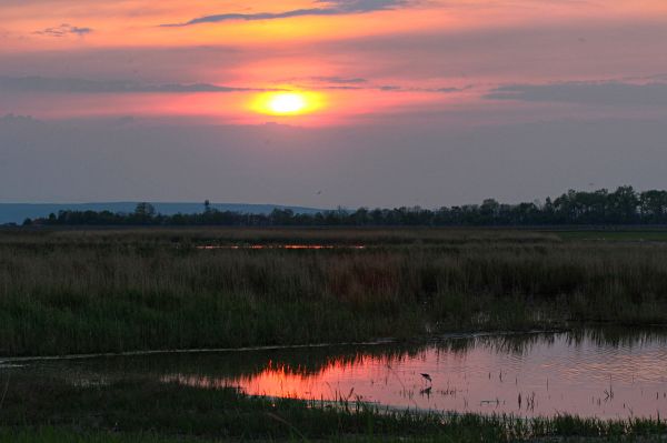 lumière du soleil,paysage,le coucher du soleil,eau,réflexion,herbe