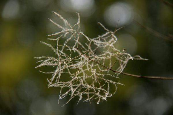 slunečnímu záření,Příroda,fotografování,větev,zelená,mráz