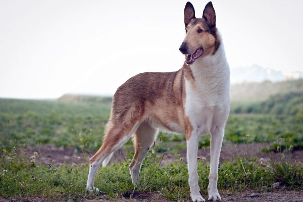 gräs,hund,däggdjur,ryggradsdjur,se,wolfdog