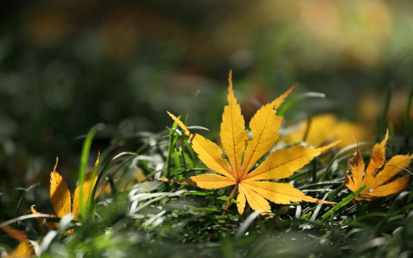 luce del sole, natura, giallo, erba, piante, macro