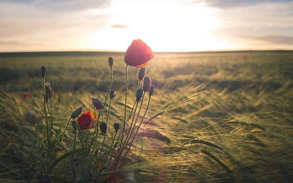 sollys, blomster, natur, landskab, solnedgang, hav