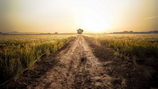 sunlight,landscape,sunset,hill,nature,grass