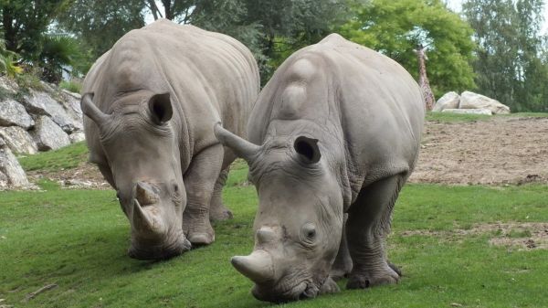 Tiere, Tierwelt, Zoo, Nashorn, Safari, Fauna