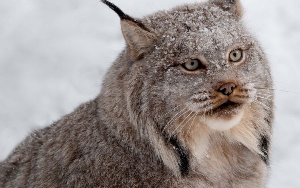 kissa,lumi,villieläimet,susi,poskiparta,ilves