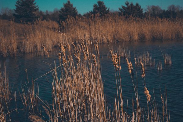 eau,ciel,ressources en eau,plante,Écorégion,Natural landscape