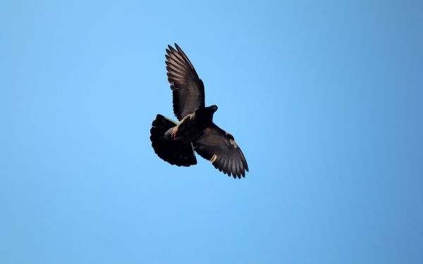 bird of prey,eagle,sky,dove,beak,Fly