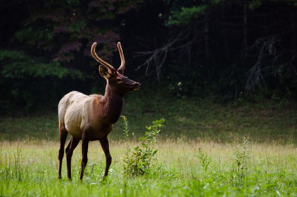 ciervo,fauna silvestre,alce,fauna,mamífero,Veado