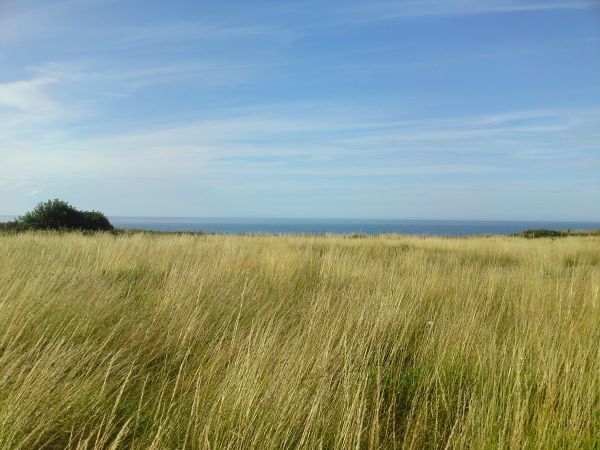 paysage,herbe,champ,horizon,plateau,steppe