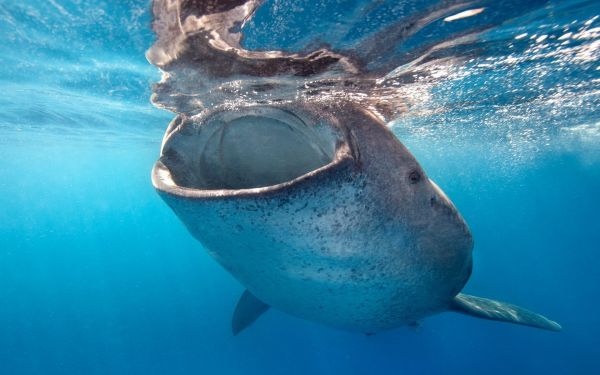 animaux,mer,requin,poisson,sous-marin,dauphin