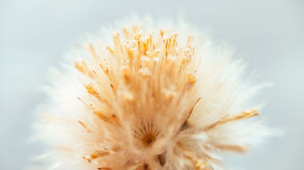 makro,dandelion