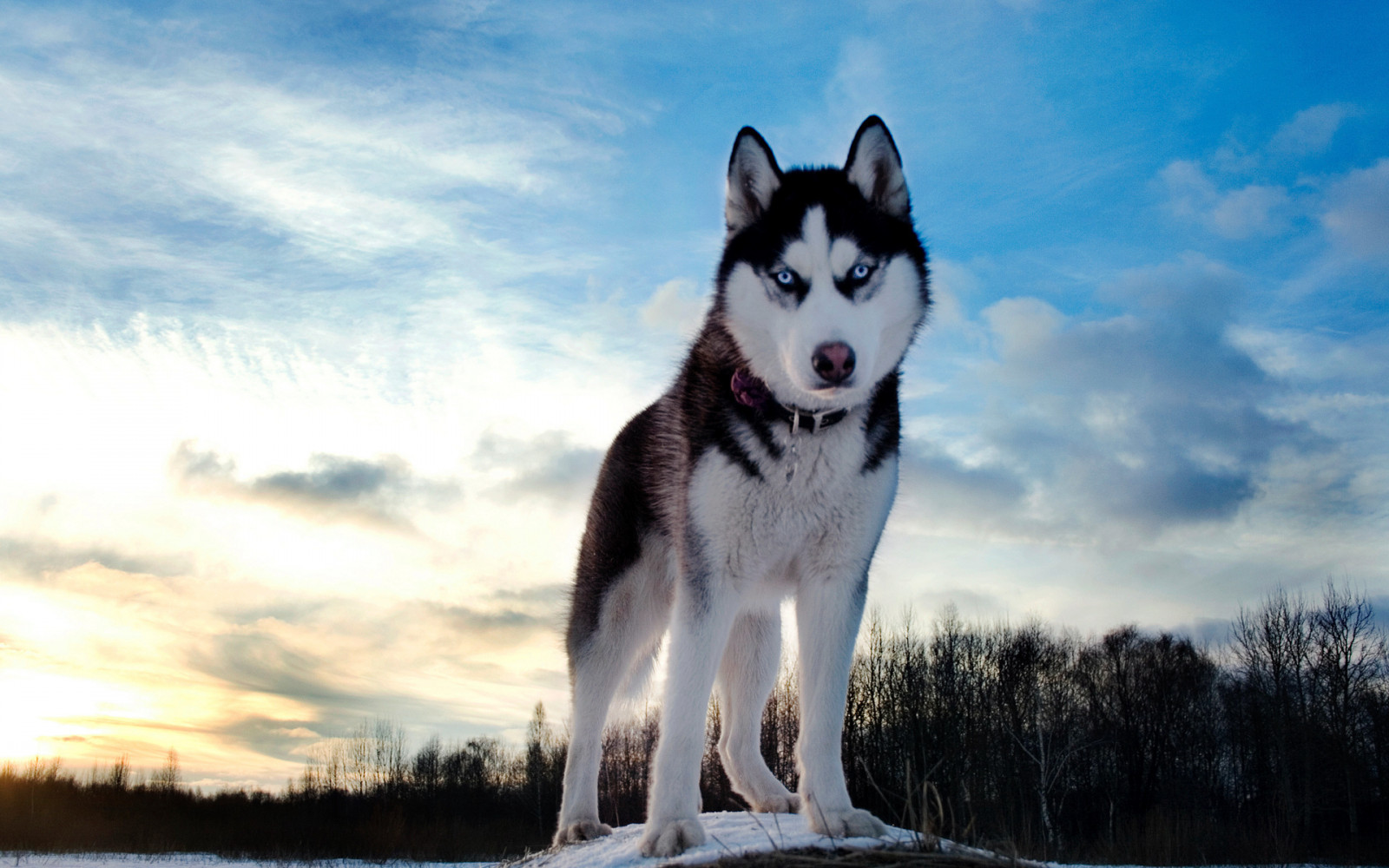 collina, la neve, inverno, cane, Husky siberiano, Alaskan Malamute, rauco, mammifero, vertebrato, cane come mammifero, gruppo razza del cane, cane da slitta, groenlandese, est laika siberiano