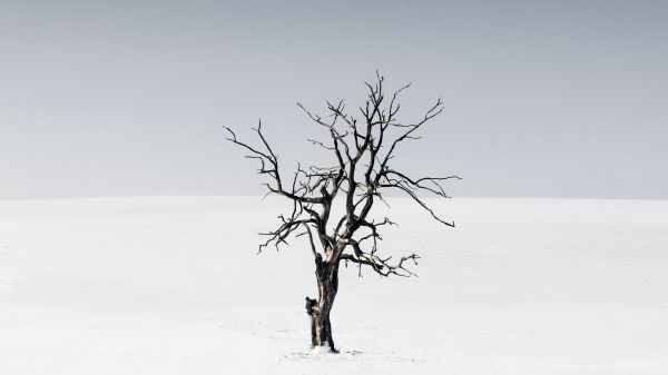 hemel,People in nature,Natural landscape,takje,boom,hout