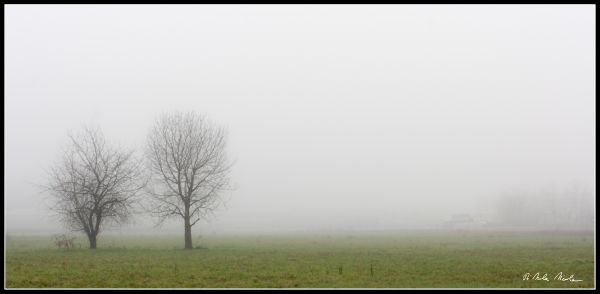 dimineaţă,atmosfera,aburi,ceață,ceaţă,vreme