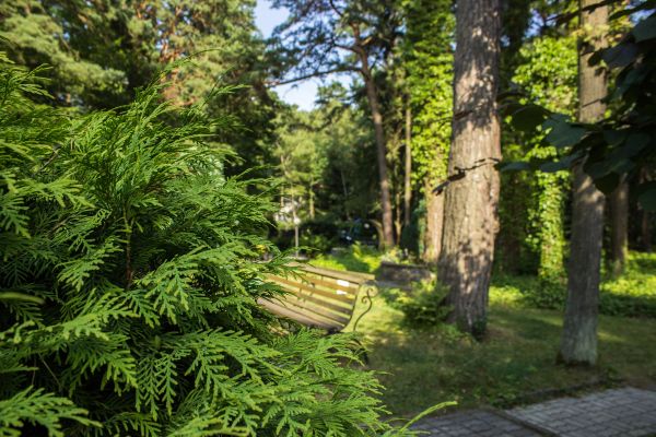 paisaje,bosque,jardín,picea,selva,Rusia