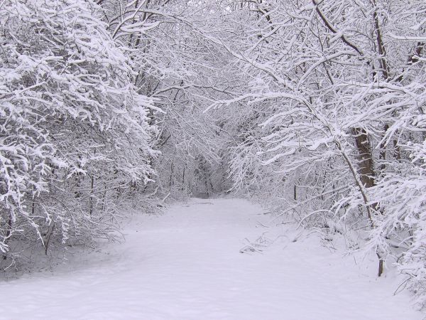 hemel,sneeuw,bomen,landschap,Bos,monochroom