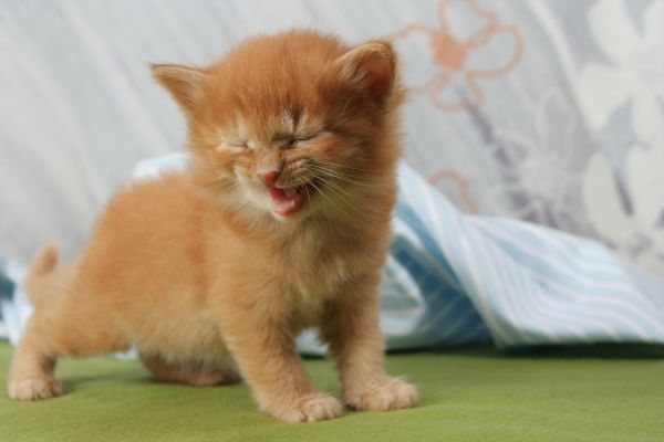 kedi yavrusu,Ağla,bebek