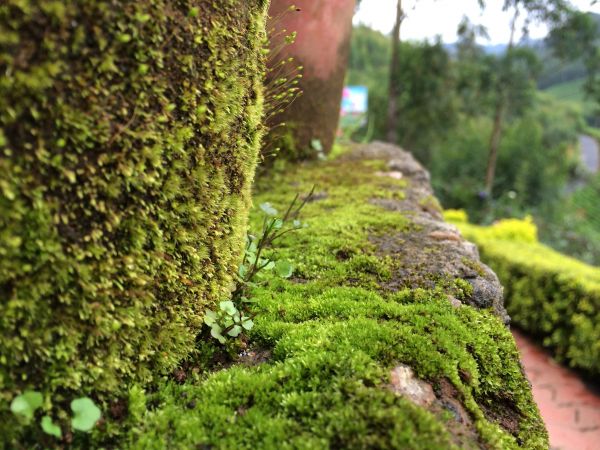 pemandangan,taman,rumput,tanaman,lumut,pohon