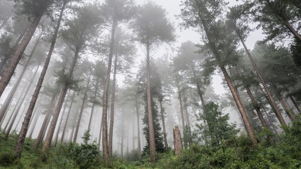 luz de sol,bosque,desierto,fotografía,niebla,selva