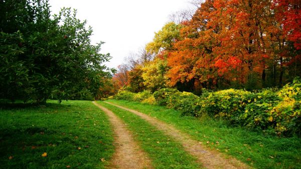 krajobraz,światło słoneczne,drzewa,las,ogród,Natura