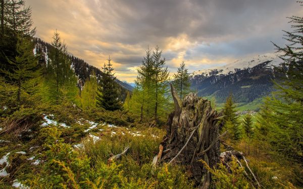 luz de sol, paisaje, bosque, colina, rock, naturaleza