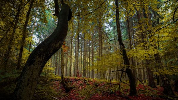 lumière du soleil, des arbres, forêt, feuilles, la nature, branche