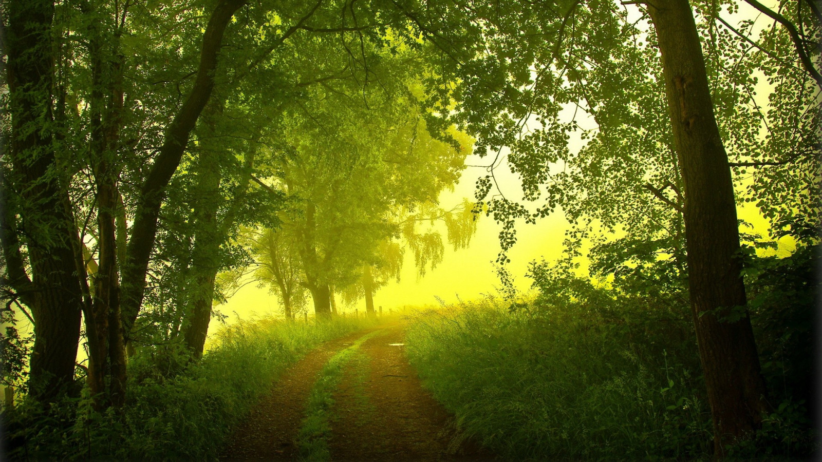 światło słoneczne, drzewa, krajobraz, las, Natura, gałąź, Zielony, ranek, dżungla, Las deszczowy, drzewo, jesień, liść, łąka, lesisty teren, siedlisko, środowisko naturalne, Zjawisko atmosferyczne, Drzewna roślina, Geograficzna, Ekosystemu, Biome, Stary las wzrostu, Umiarkowany las szerokolistny i mieszany, Liściaste