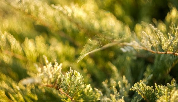 ιστός, bokeh, Helios, 58 χιλιοστά