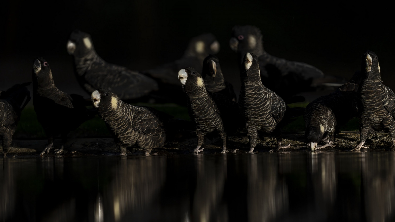 voda, Felidae, organizmus, neba, sivá, zobák, terrestrial animal, ňufák, chvost, tma, monochromatické fotografovanie, ryby, fúzy, Monochrome, odraz, polnoc, nohavičky, geese and swans, vzor, vodný vták, zver a rastlinstvo, veľkomesto, tráva, zátišie fotografovanie, kačica, jazero, noc, stádo, noha, morský vták, labka, krídlo, kožušina, rock