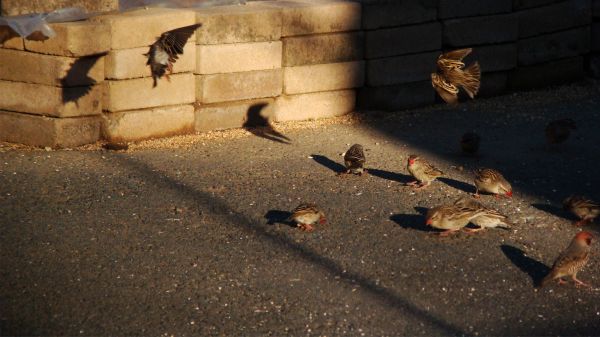 des oiseaux,mur,en volant,moineau,capture d'écran