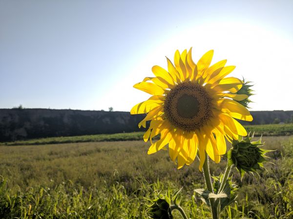 gökyüzü,bitki,Natural landscape,çiçek,Yaprakları,doğa