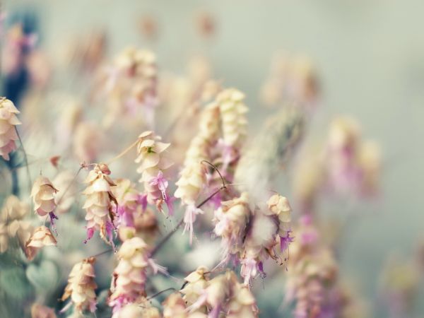 gren, blomma, rosa, natur, gräs, fotografi