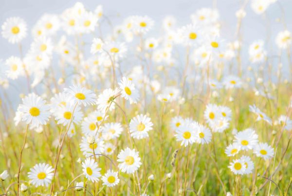 sunlight,flowers,nature,grass,sky,plants