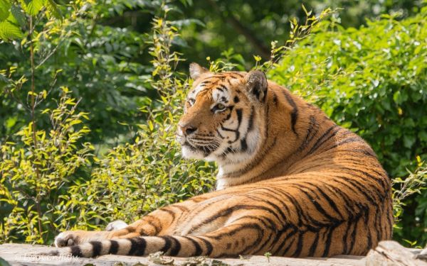 zver a rastlinstvo,zver,tiger,veľké mačky,zoologická záhrada,džungle