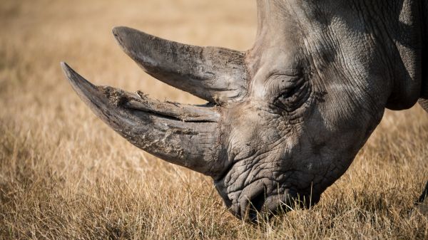 zvěř, Volně žijících živočichů, nosorožec, fauna, Safari, dobrodružství