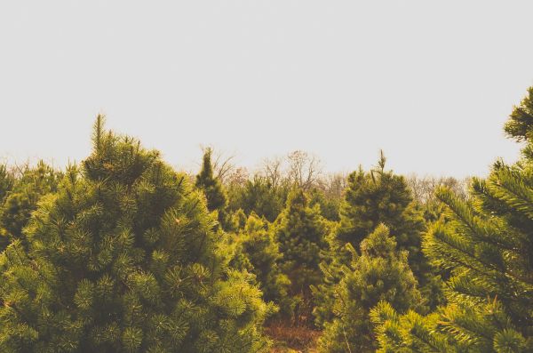 luz de sol,Árboles,bosque,naturaleza,cielo,colina