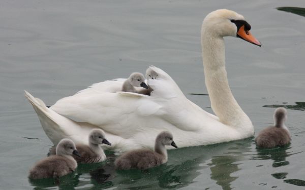 eau,le bec,faune,cygne,canard,des gamins